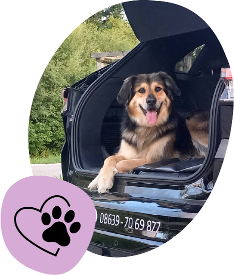 Bruni, der Hund der Fahrschule, im Kofferraum eines Autos
